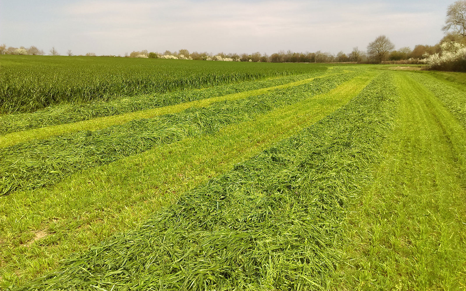 Ensilage herbe