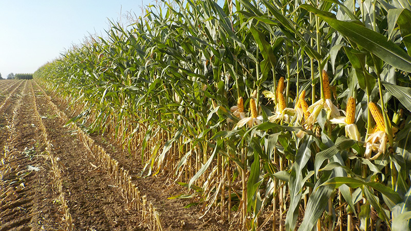 Ensilage mais