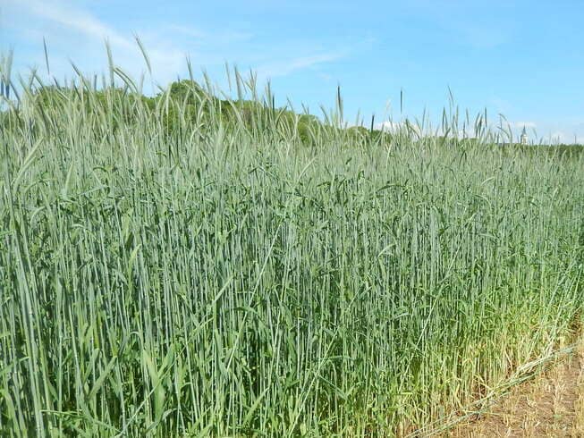 Ensilage seigle